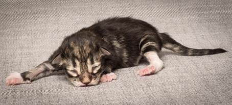 20140318_Y-kull_newborn_0018