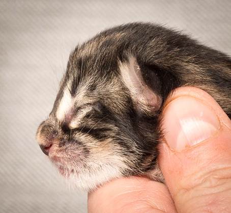 20140318_Y-kull_newborn_0017