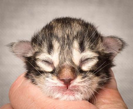 20140318_Y-kull_newborn_0016