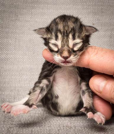 20140318_Y-kull_newborn_0014