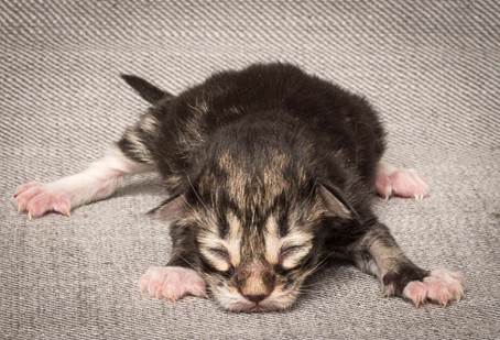 20140318_Y-kull_newborn_0013