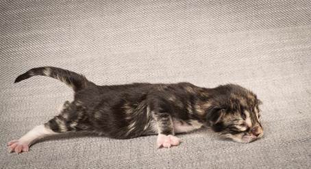 20140318_Y-kull_newborn_0020