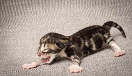 20140318_Y-kull_newborn_0032