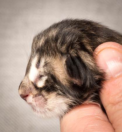 20140318_Y-kull_newborn_0030