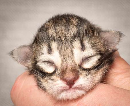 20140318_Y-kull_newborn_0028