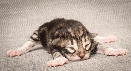 20140318_Y-kull_newborn_0023