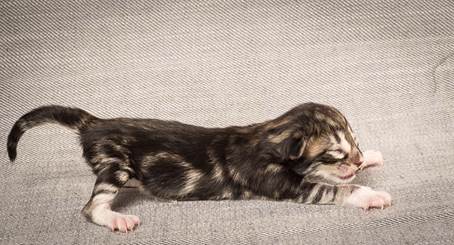 20140318_Y-kull_newborn_0033