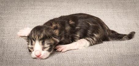 20140318_Y-kull_newborn_0046