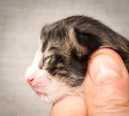 20140318_Y-kull_newborn_0045