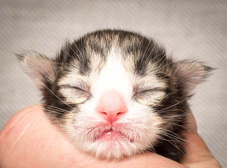 20140318_Y-kull_newborn_0042