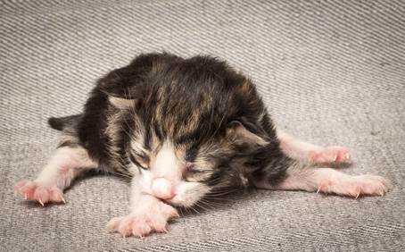 20140318_Y-kull_newborn_0039