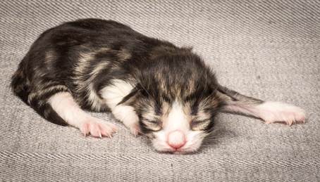 20140318_Y-kull_newborn_0049