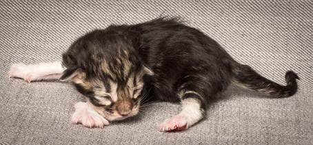 20140318_Y-kull_newborn_0071