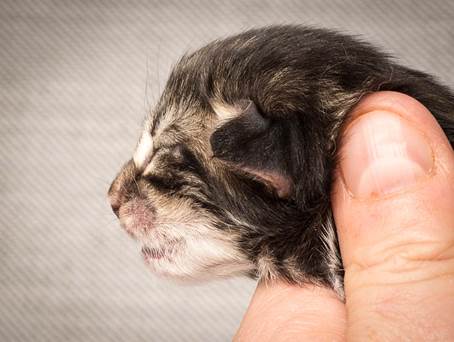 20140318_Y-kull_newborn_0070