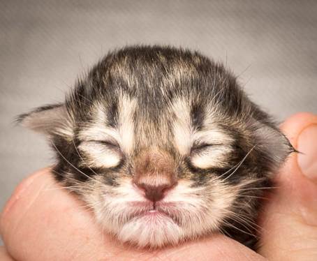 20140318_Y-kull_newborn_0067