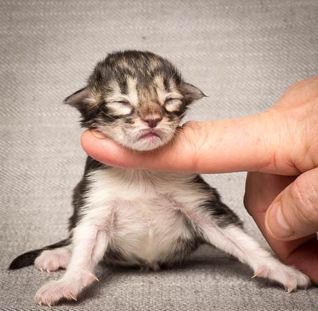 20140318_Y-kull_newborn_0066