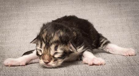 20140318_Y-kull_newborn_0065