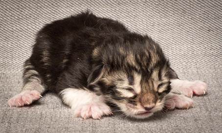 20140318_Y-kull_newborn_0072