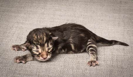 20140318_Y-kull_newborn_0058