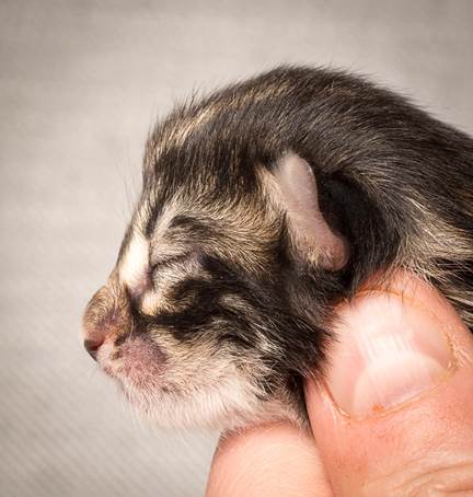 20140318_Y-kull_newborn_0057