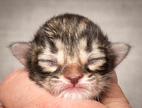 20140318_Y-kull_newborn_0055