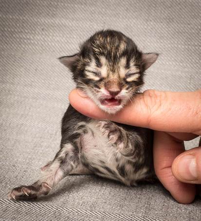 20140318_Y-kull_newborn_0054