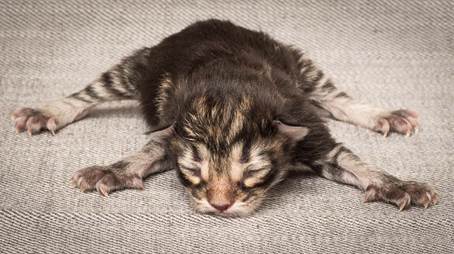 20140318_Y-kull_newborn_0051