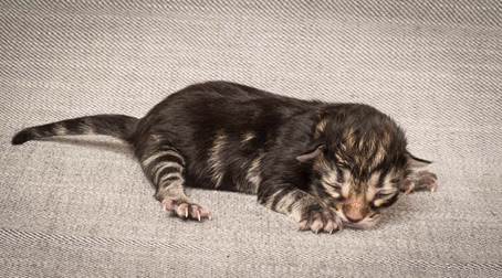 20140318_Y-kull_newborn_0060