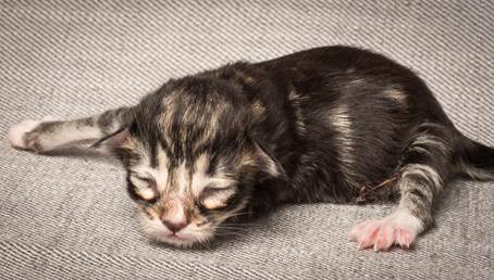 20140318_Y-kull_newborn_0082