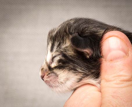 20140318_Y-kull_newborn_0081