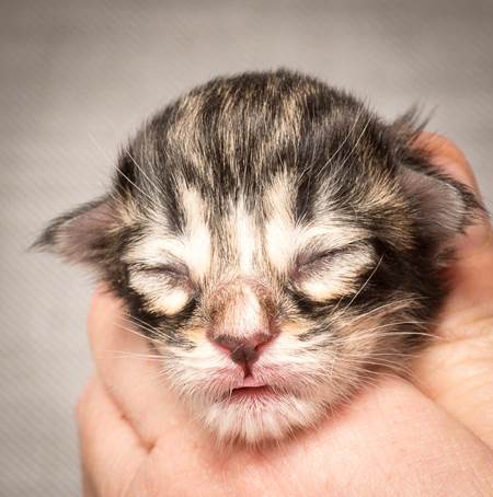 20140318_Y-kull_newborn_0080