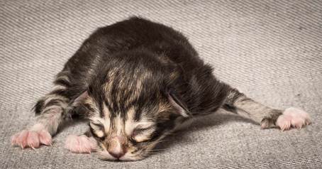 20140318_Y-kull_newborn_0076