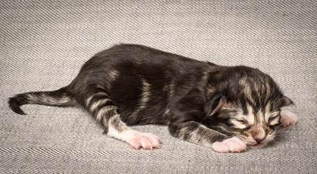 20140318_Y-kull_newborn_0084