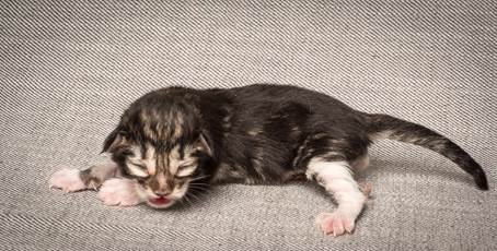 20140318_Y-kull_newborn_0096