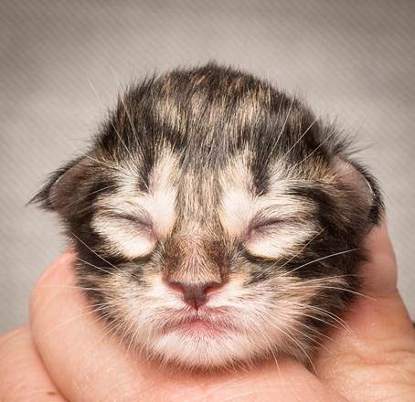 20140318_Y-kull_newborn_0094