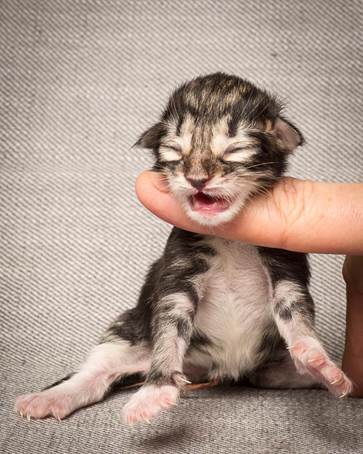 20140318_Y-kull_newborn_0090