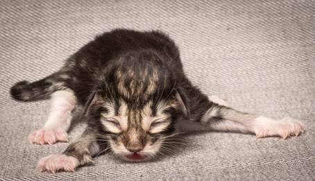 20140318_Y-kull_newborn_0089