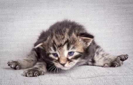 20140714_Z-kull_15_days_0003