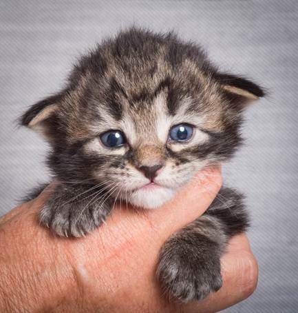 20140714_Z-kull_15_days_0013