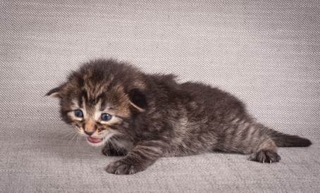 20140714_Z-kull_15_days_0036