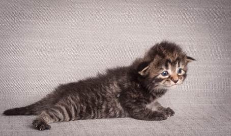 20140714_Z-kull_15_days_0044