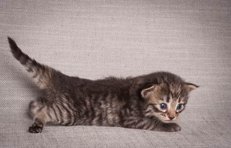 20140714_Z-kull_15_days_0056