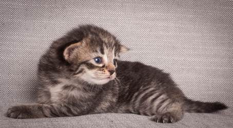 20140714_Z-kull_15_days_0053