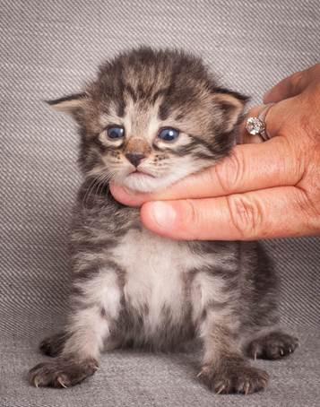 20140714_Z-kull_15_days_0050