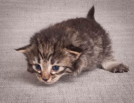 20140714_Z-kull_15_days_0047