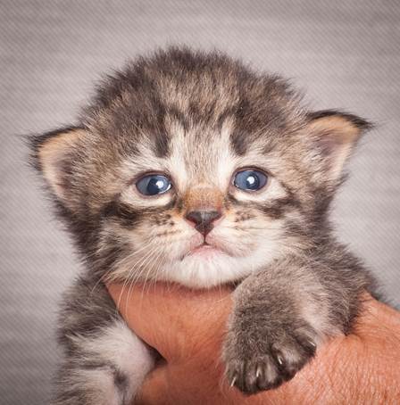 20140714_Z-kull_15_days_0058