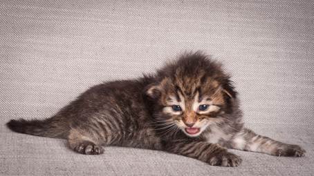 20140714_Z-kull_15_days_0077