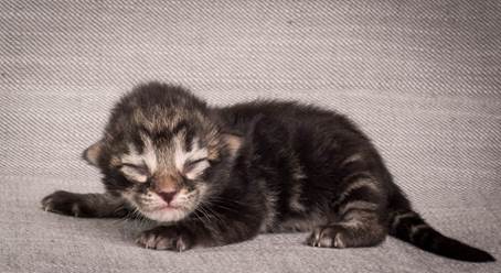 20140702_Z-kull_3_days_0037