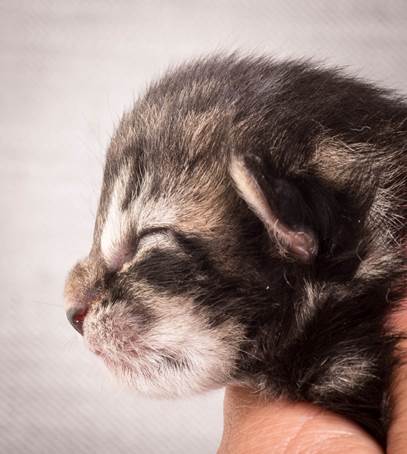 20140702_Z-kull_3_days_0036