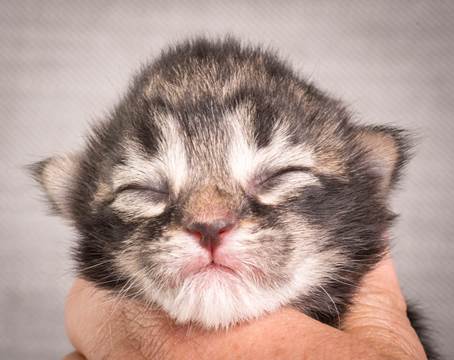 20140702_Z-kull_3_days_0033